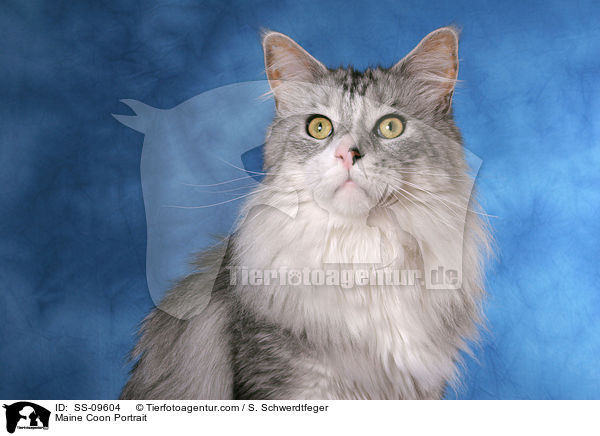 Maine Coon Portrait / Maine Coon Portrait / SS-09604