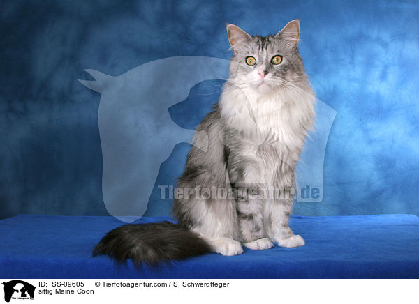 sitzende Maine Coon / sittig Maine Coon / SS-09605