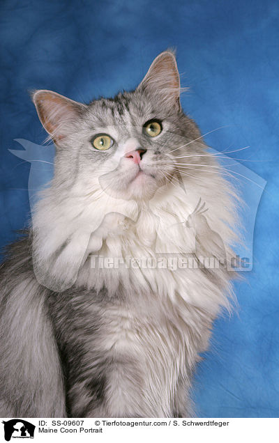 Maine Coon Portrait / Maine Coon Portrait / SS-09607