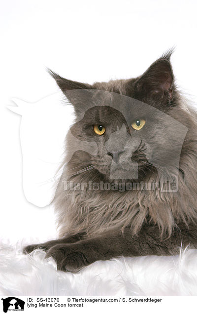 liegender Maine Coon Kater / lying Maine Coon tomcat / SS-13070