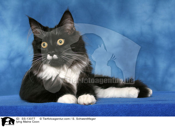 liegende Maine Coon / lying Maine Coon / SS-13077