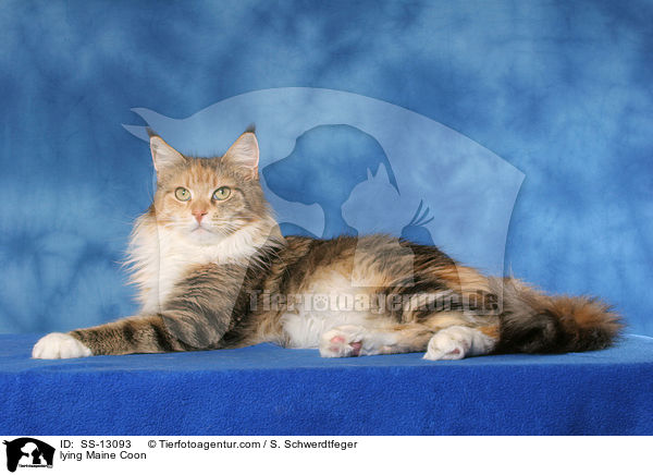 liegende Maine Coon / lying Maine Coon / SS-13093