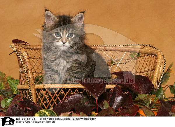 Maine Coon Ktzchen auf Bank / Maine Coon Kitten on bench / SS-13135