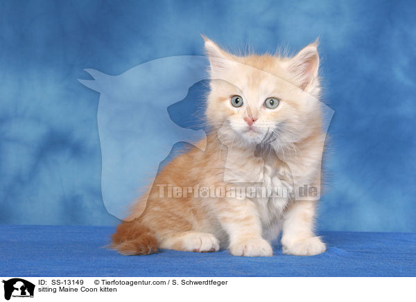 sitzendes Maine Coon Ktzchen / sitting Maine Coon kitten / SS-13149