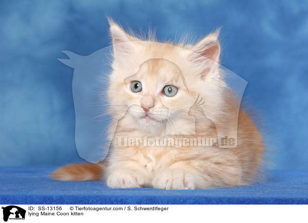 liegendes Maine Coon Ktzchen / lying Maine Coon kitten / SS-13156