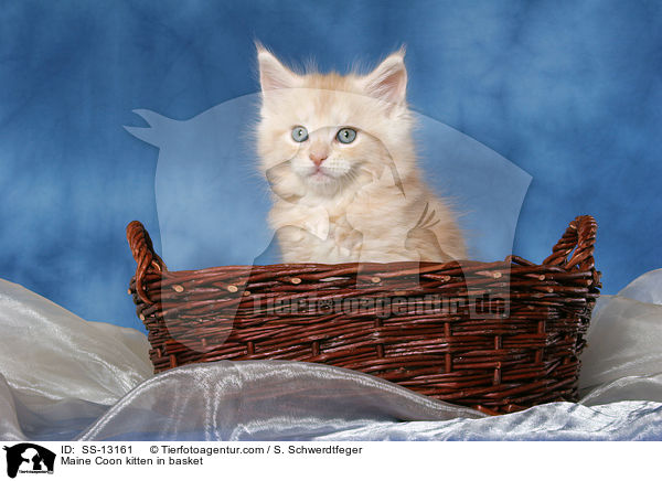 Maine Coon Ktzchen im Krbchen / Maine Coon kitten in basket / SS-13161