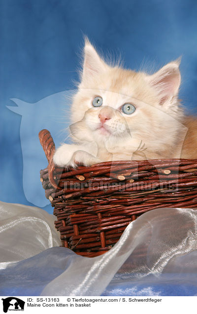 Maine Coon Ktzchen im Krbchen / Maine Coon kitten in basket / SS-13163