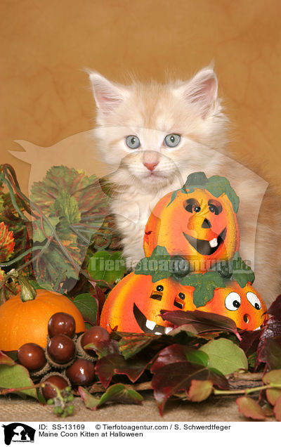 Maine Coon Ktzchen in Halloween-Deko / Maine Coon Kitten at Halloween / SS-13169