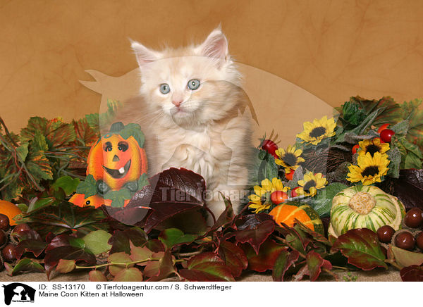 Maine Coon Ktzchen in Halloween-Deko / Maine Coon Kitten at Halloween / SS-13170