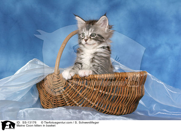 Maine Coon Ktzchen im Krbchen / Maine Coon kitten in basket / SS-13176