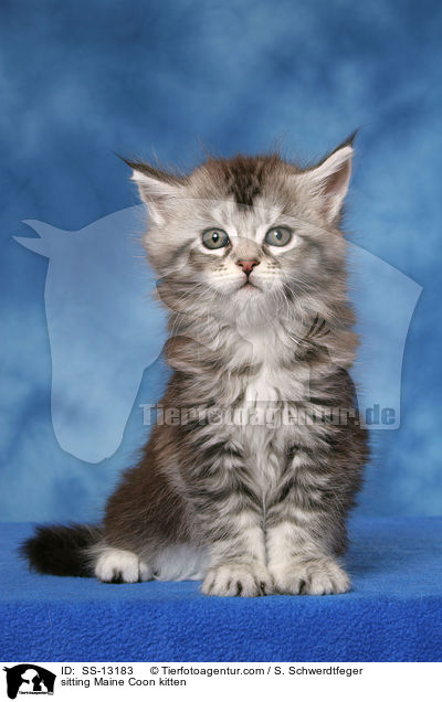 sitzendes Maine Coon Ktzchen / sitting Maine Coon kitten / SS-13183