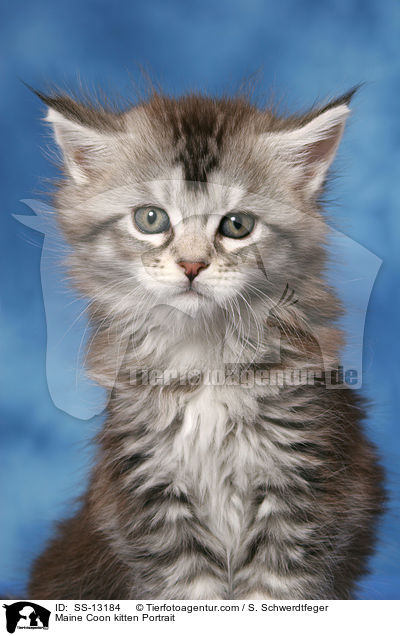 Maine Coon Ktzchen Portrait / Maine Coon kitten Portrait / SS-13184