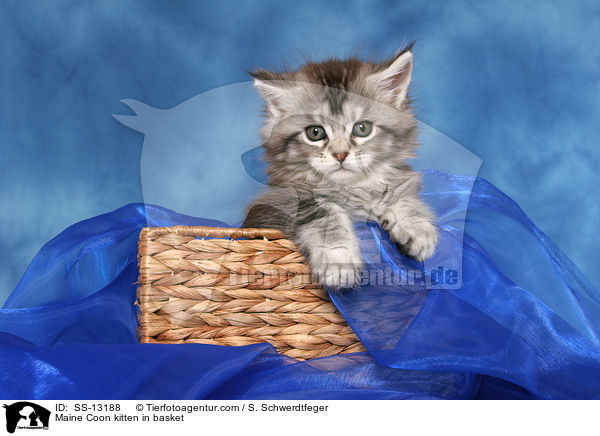 Maine Coon Ktzchen im Krbchen / Maine Coon kitten in basket / SS-13188