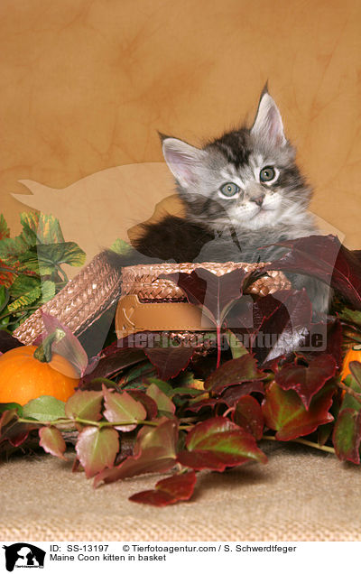 Maine Coon Ktzchen im Krbchen / Maine Coon kitten in basket / SS-13197