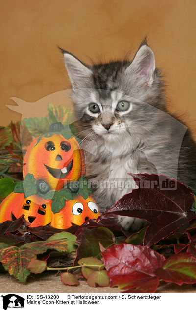 Maine Coon Ktzchen in Halloween-Deko / Maine Coon Kitten at Halloween / SS-13200