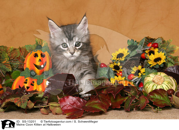 Maine Coon Ktzchen in Halloween-Deko / Maine Coon Kitten at Halloween / SS-13201