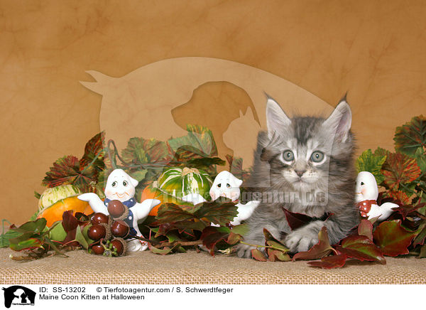 Maine Coon Ktzchen in Halloween-Deko / Maine Coon Kitten at Halloween / SS-13202