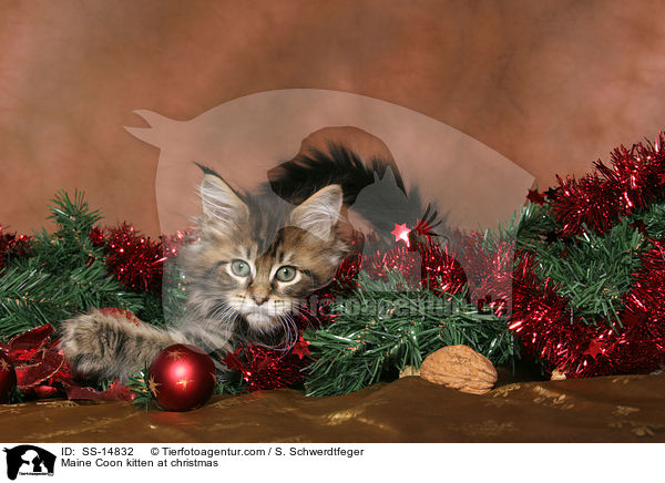 Maine Coon Ktzchen zu Weihnachten / Maine Coon kitten at christmas / SS-14832