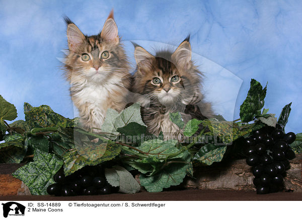 2 Amerikanische Waldkatzen / 2 Maine Coons / SS-14889