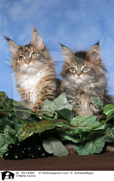 2 Amerikanische Waldkatzen / 2 Maine Coons / SS-14890