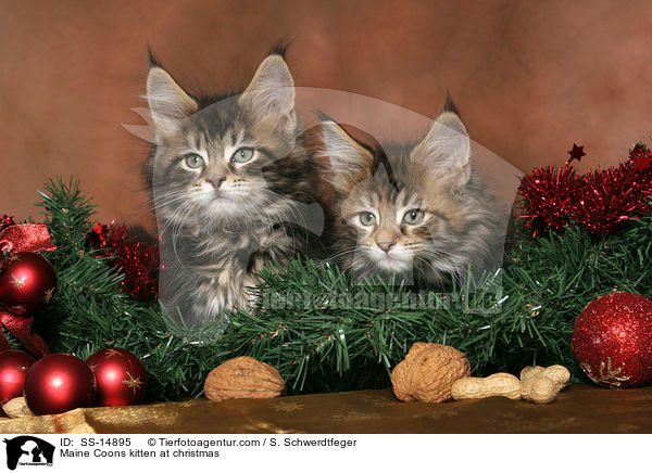 Maine Coon Ktzchen an Weihnachten / Maine Coons kitten at christmas / SS-14895