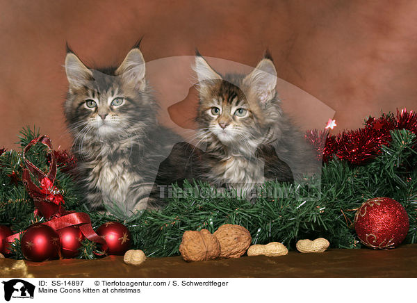 Maine Coon Ktzchen an Weihnachten / Maine Coons kitten at christmas / SS-14897