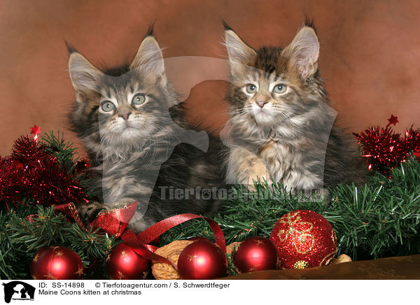 Maine Coon Ktzchen an Weihnachten / Maine Coons kitten at christmas / SS-14898