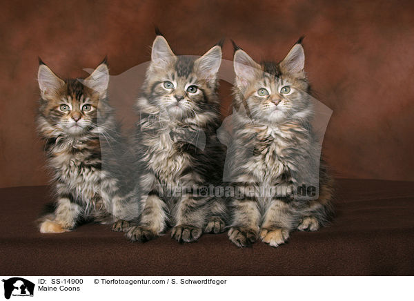 3 Maine Coon Ktzchen / Maine Coons / SS-14900