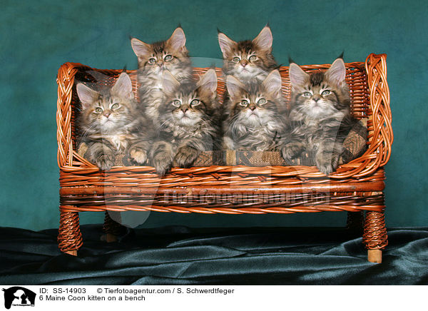 6 Maine Coon Ktzchen auf einer Bank / 6 Maine Coon kitten on a bench / SS-14903