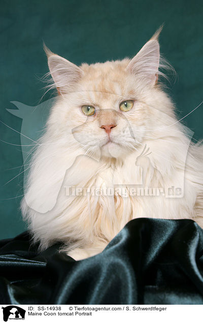 Maine Coon Kater Portrait / Maine Coon tomcat Portrait / SS-14938