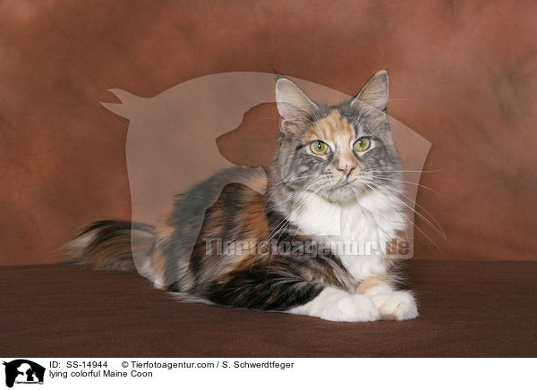 liegende bunte Maine Coon / lying colorful Maine Coon / SS-14944