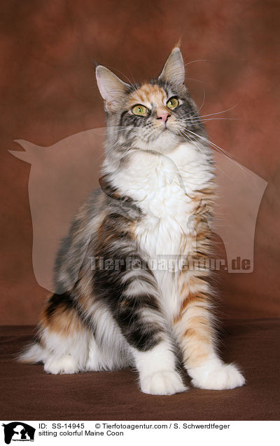 sitzende bunte Maine Coon / sitting colorful Maine Coon / SS-14945