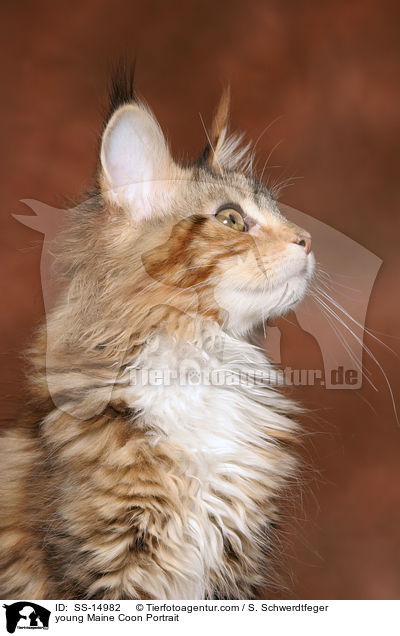 junge Maine Coon im Portrait / young Maine Coon Portrait / SS-14982