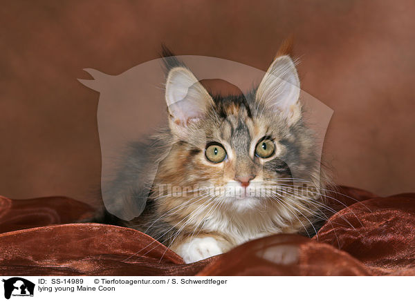 liegende junge Maine Coon / lying young Maine Coon / SS-14989