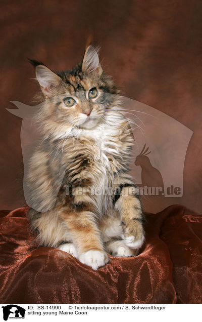 sitzende junge Maine Coon / sitting young Maine Coon / SS-14990