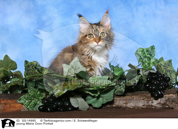 junge Maine Coon im Portrait / young Maine Coon Portrait / SS-14995