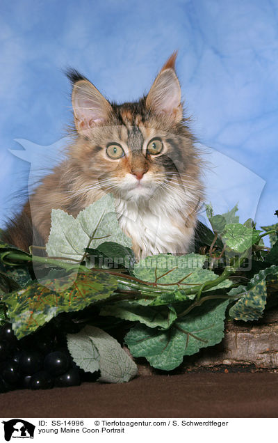 junge Maine Coon im Portrait / young Maine Coon Portrait / SS-14996