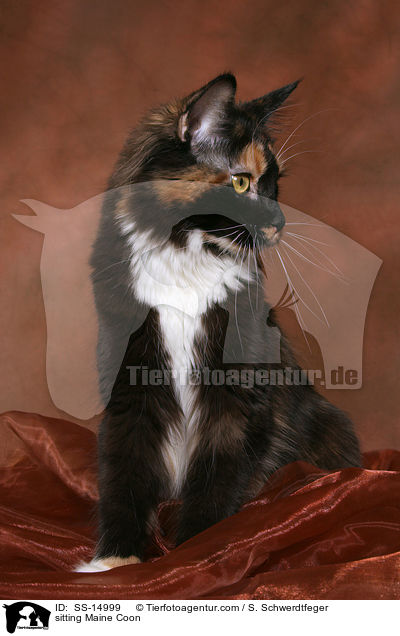 sitzende Maine Coon / sitting Maine Coon / SS-14999