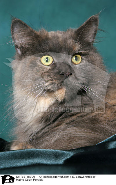 Maine Coon Portrait / Maine Coon Portrait / SS-15006