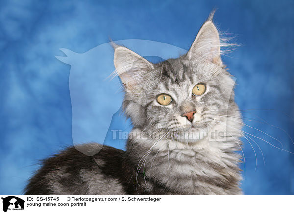 junge Maine Coon im Portrait / young maine coon portrait / SS-15745