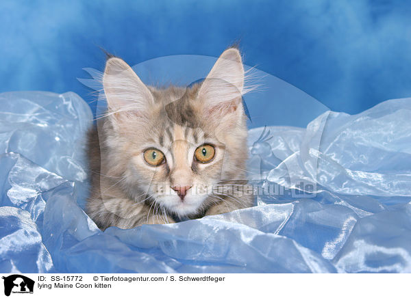 liegendes Maine Coon Ktzchen / lying Maine Coon kitten / SS-15772