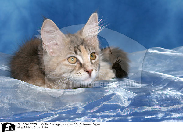 liegendes Maine Coon Ktzchen / lying Maine Coon kitten / SS-15775