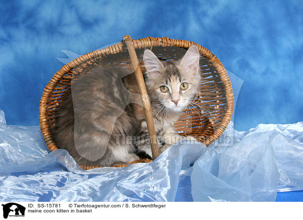 Maine Coon Ktzchen im Korb / maine coon kitten in basket / SS-15781