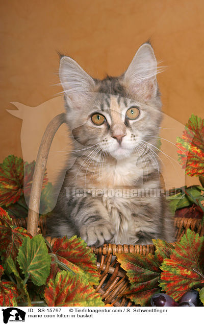 Maine Coon Ktzchen im Korb / maine coon kitten in basket / SS-15797