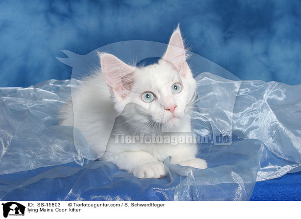 liegendes Maine Coon Ktzchen / lying Maine Coon kitten / SS-15803