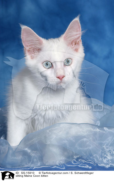 sitzendes Maine Coon Ktzchen / sitting Maine Coon kitten / SS-15810