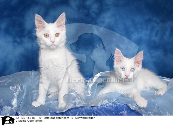 2 Maine Coon Kitten / 2 Maine Coon kitten / SS-15816