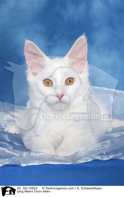 liegendes Maine Coon Ktzchen / lying Maine Coon kitten / SS-15822