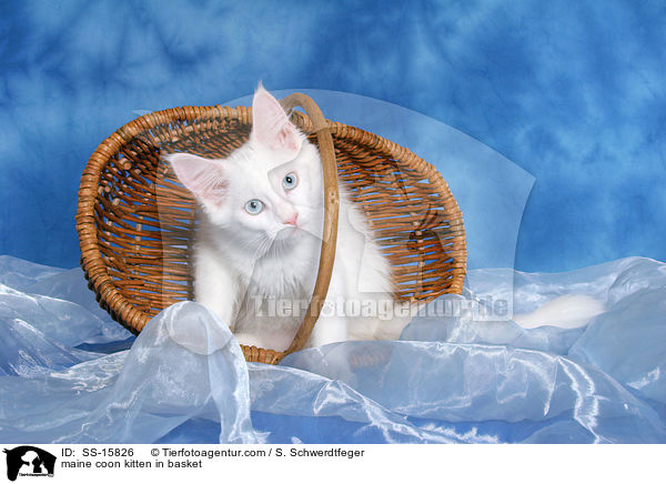 Maine Coon Ktzchen im Korb / maine coon kitten in basket / SS-15826