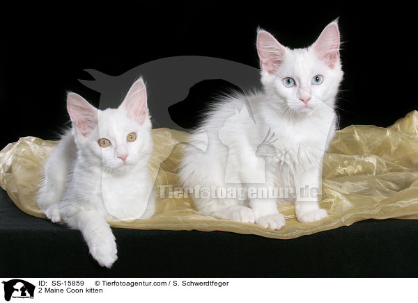 2 Maine Coon Ktzchen / 2 Maine Coon kitten / SS-15859